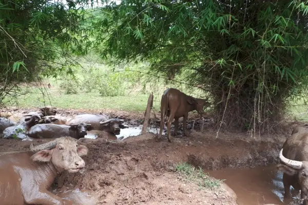 1 Day Biking On/Off-road Chomphet Local Village Discovery & Pottery