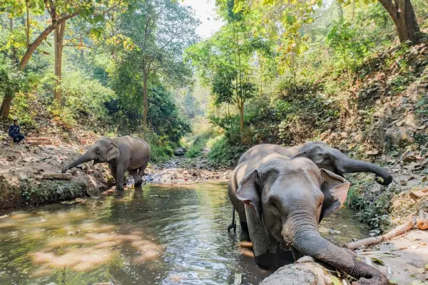 Half-Day Elephantastic Instants (Without Lunch) in Pak Beng