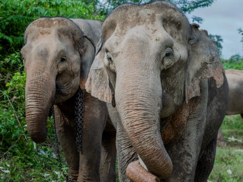 Full-Day Elephant Experience with Trekking Full-Day Elephant Experience with Trekking