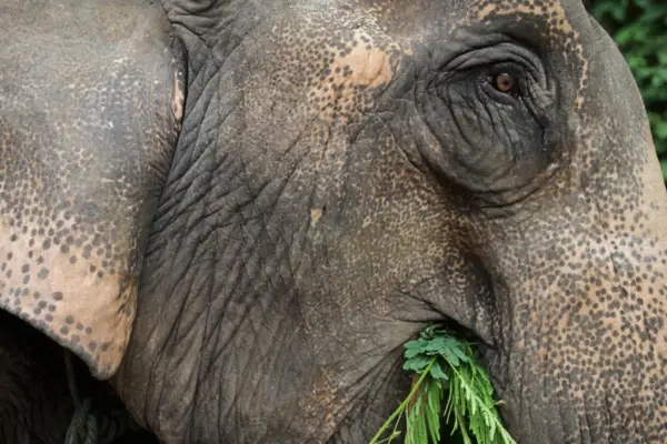 1 Day Elephant Experience & Jungle Trek