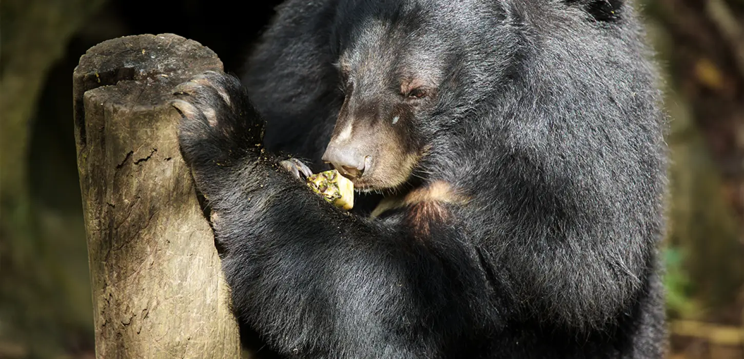1 Day Luang Prabang City Tour, Kuang Si Waterfall