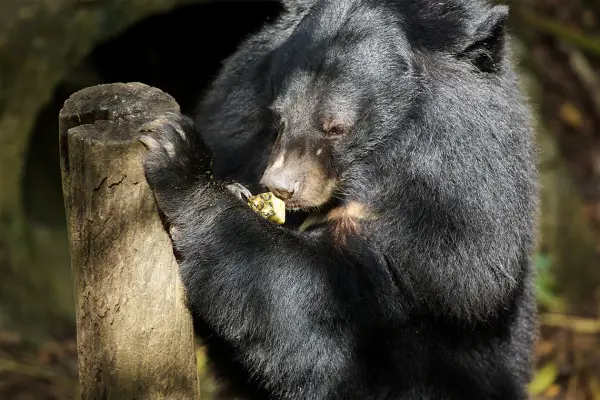 1 Day Luang Prabang City Tour, Kuang Si Waterfall