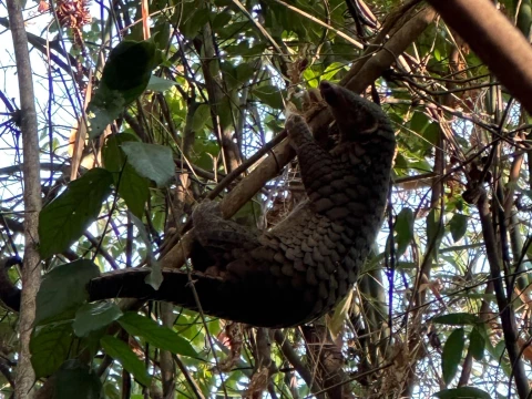 LCTW Bear Forest Walk – Half-Day Experience LCTW Bear Forest Walk – Half-Day Experience