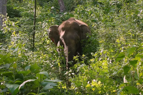 2 Day Elephant Experience, Mountain Biking, & Trekking Combination