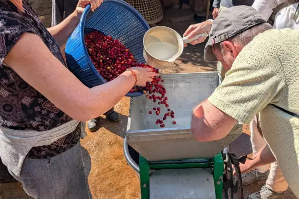From Farm To Cup: 1 Day Coffee Farm Tour in Luang Prabang
