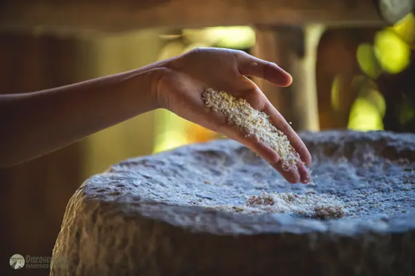 在活地农场的半日稻米体验