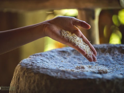 Half-Day Rice Experience at The Living Land Farm Half-Day Rice Experience at The Living Land Farm