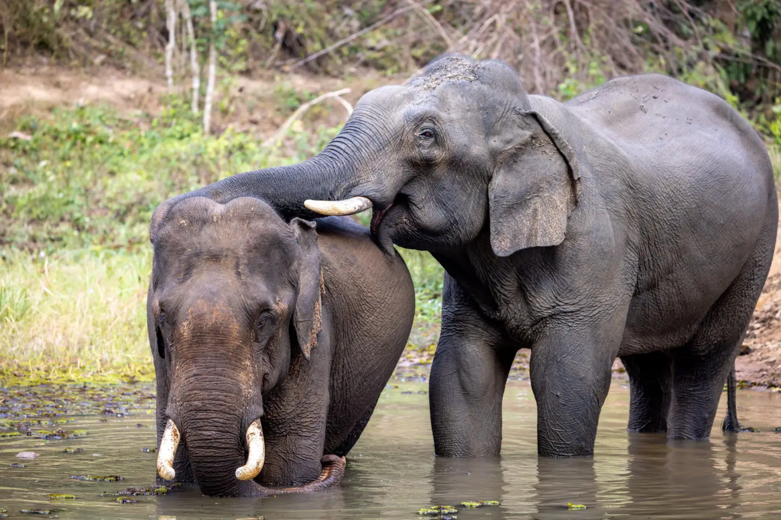 Exploring the Elephant Conservation Center in Xayabuli Province