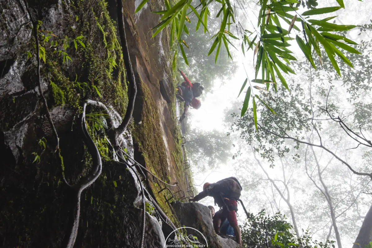 Tree Top Explorer