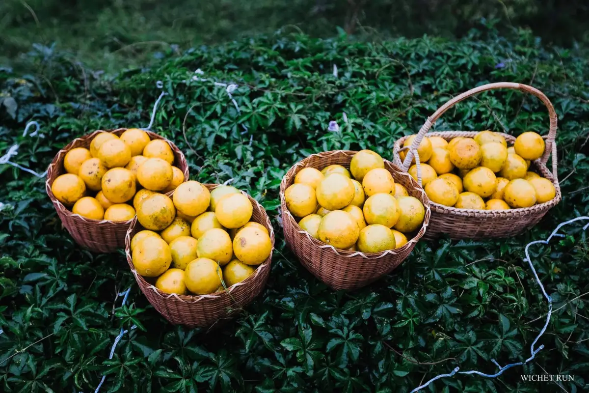Mineral Freshy Farm