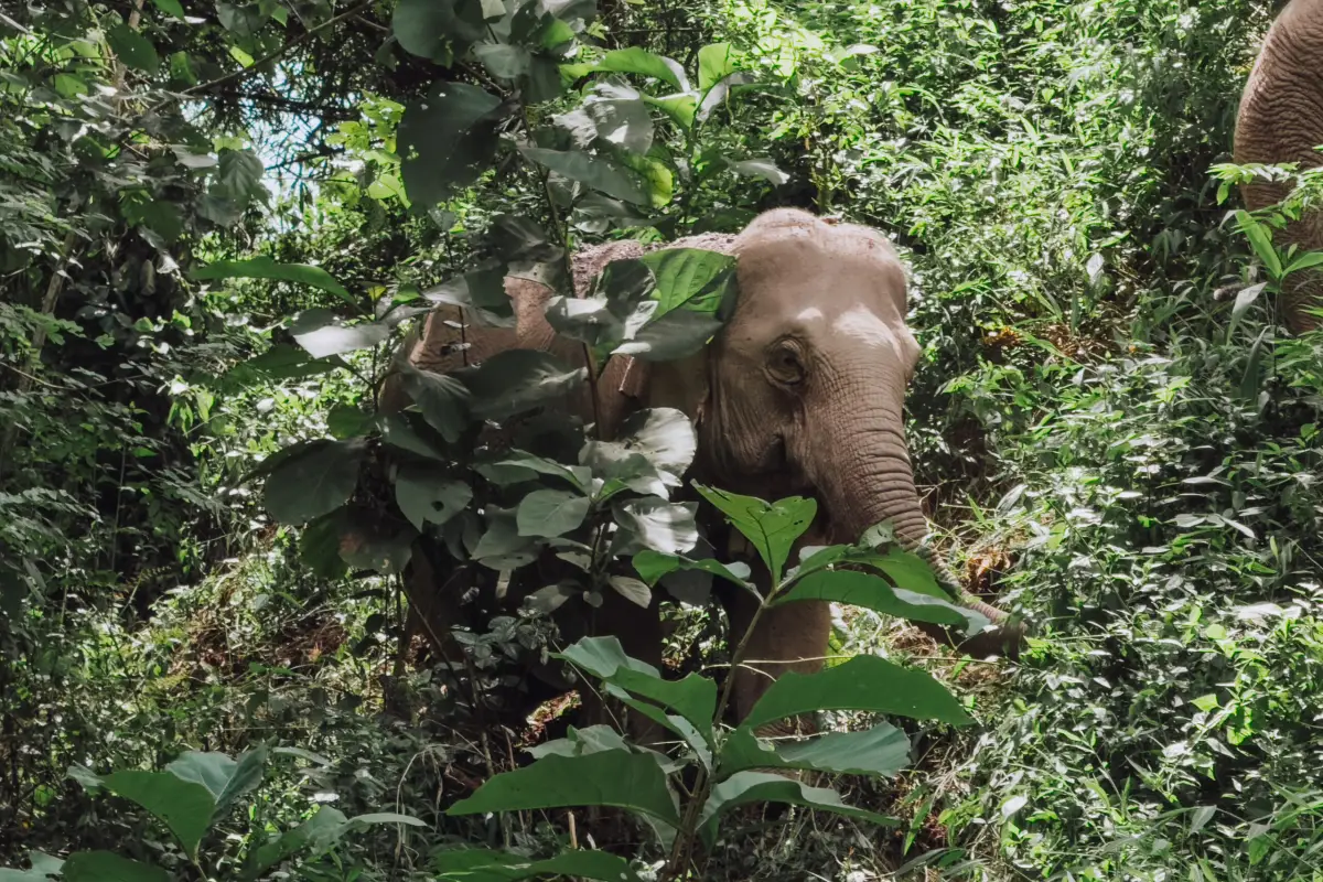 Mekong Elephant Park Sanctuary