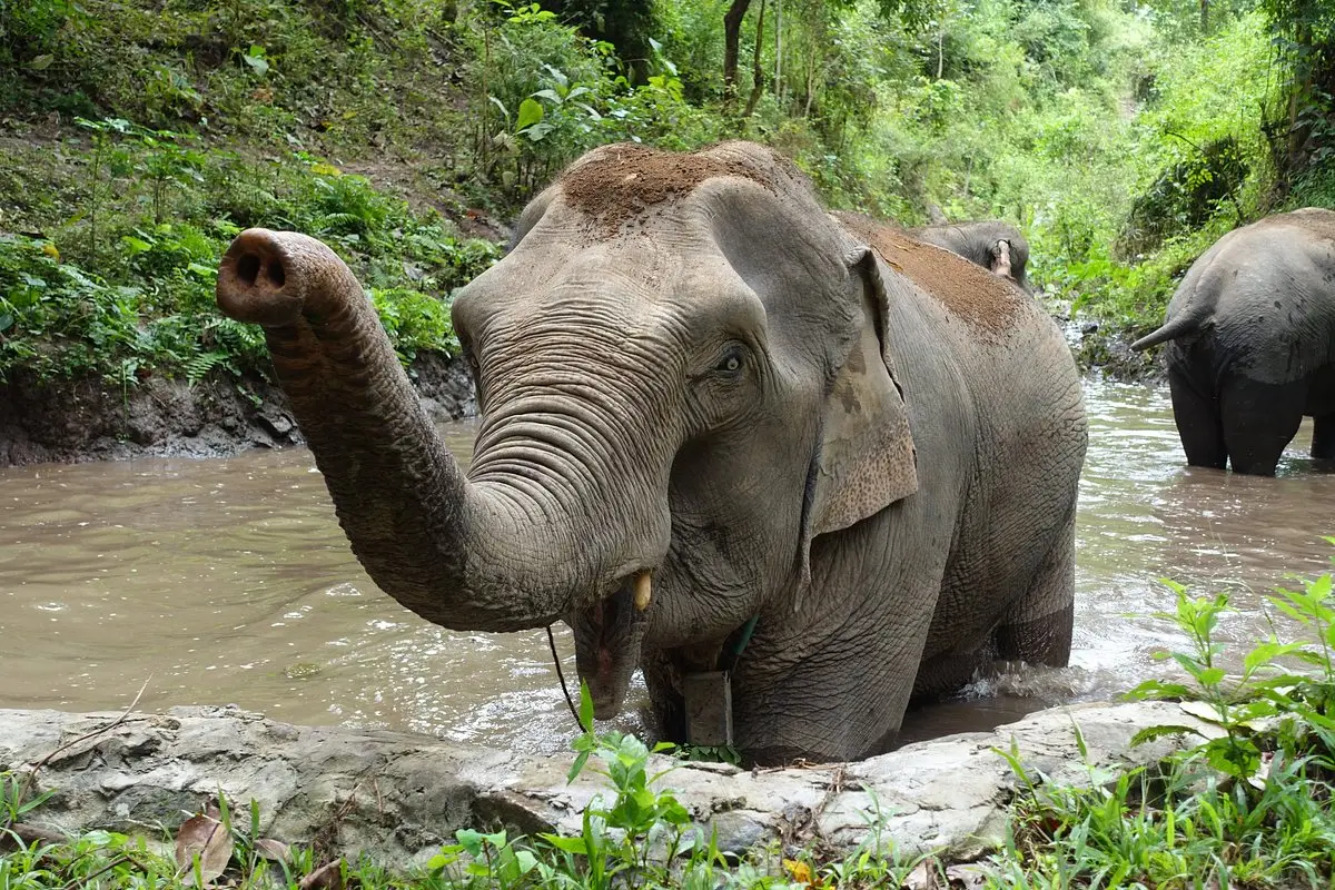 Mekong Elephant Park Sanctuary