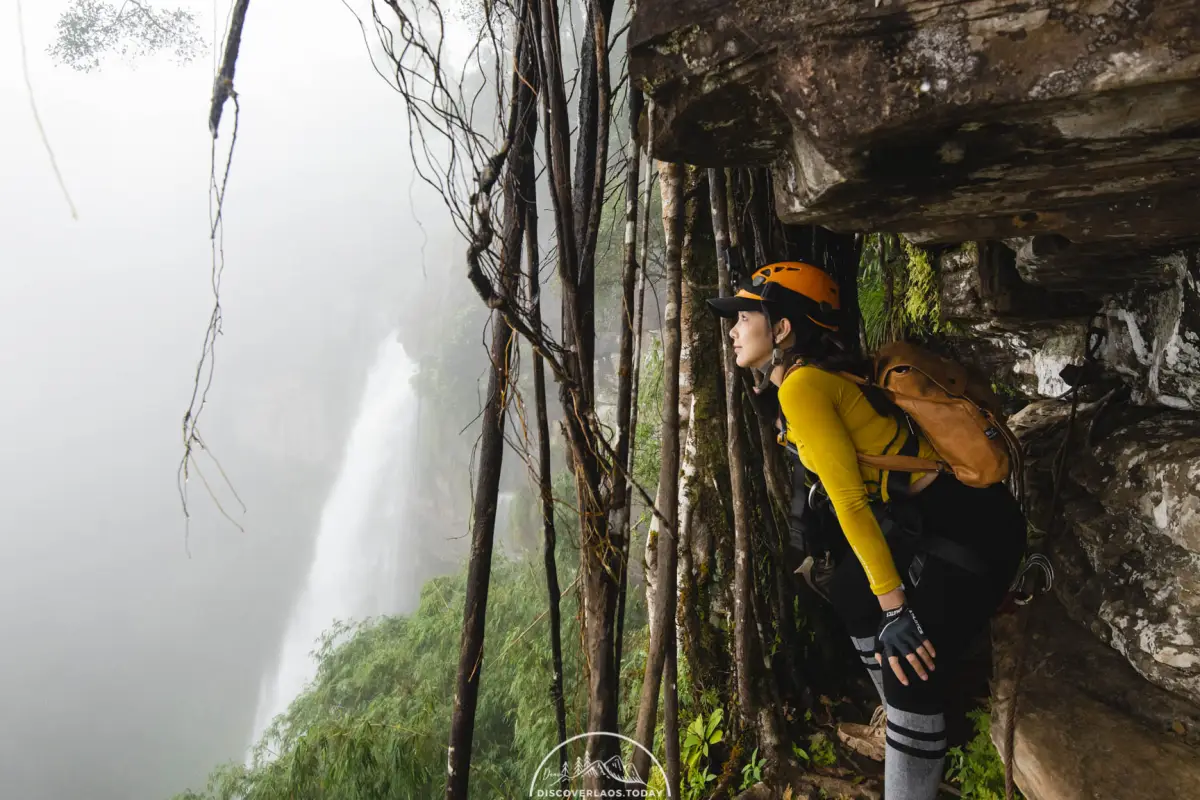 Tree Top Explorer