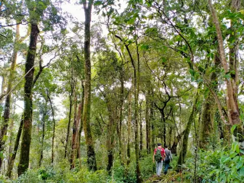 Cloud Forest