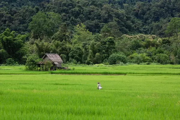 4-Day Nong Khiaw Jungle Trek & Kayak Adventure