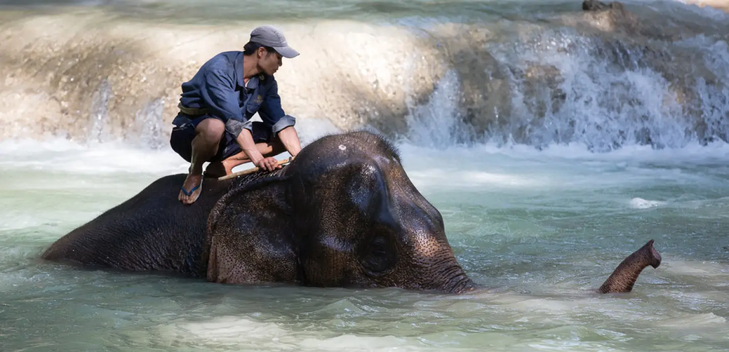 1-Day Elephant Experience & Kayaking Advanture