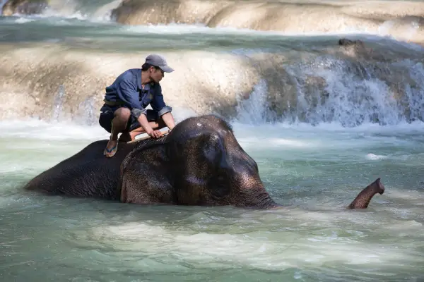 1-Day Elephant Experience & Kayaking Advanture