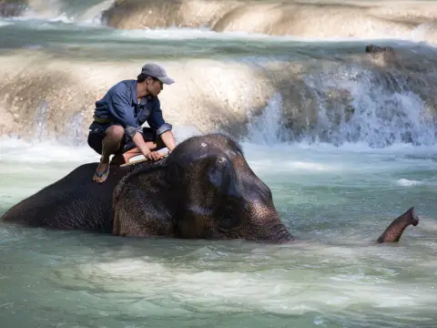 1-Day Elephant Experience & Kayaking Advanture
