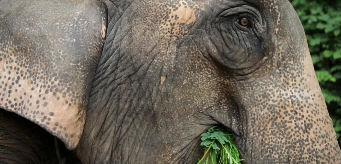 1-Day Elephant Experience & Jungle Trek