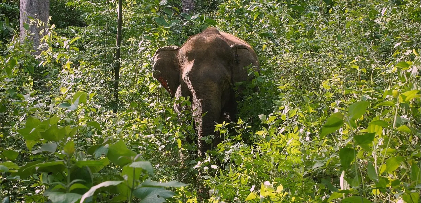 2 Days Elephant Experience, Mountain Biking, & Trekking Combination